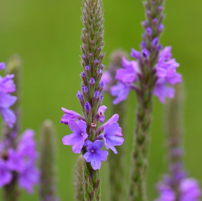 Some Type of Grass (Hoary Vervain)